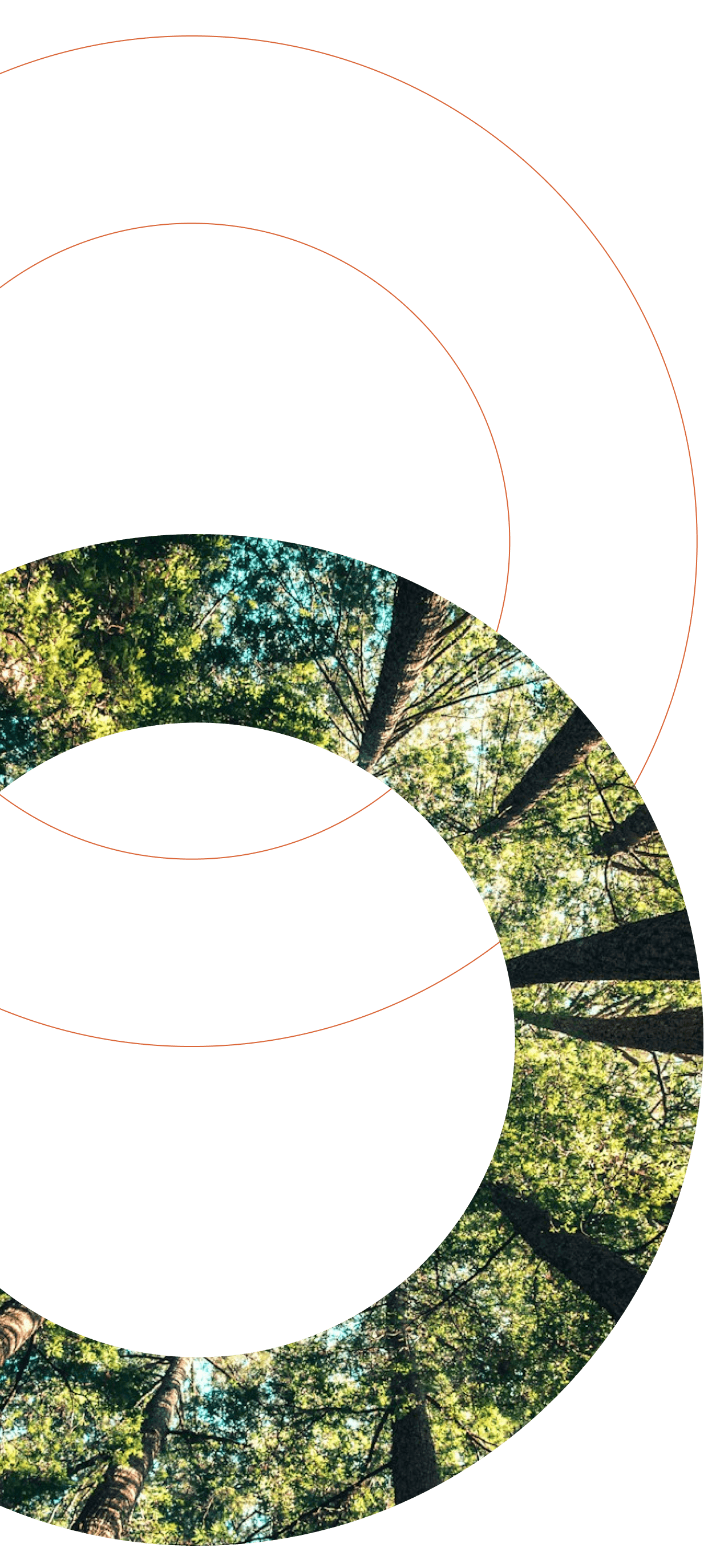 Composizione grafica con sfondo nero, sottili archi concentrici arancioni e una forma semicircolare in basso a destra che racchiude una fotografia di alberi e foglie verdi visti dal basso verso l'alto.