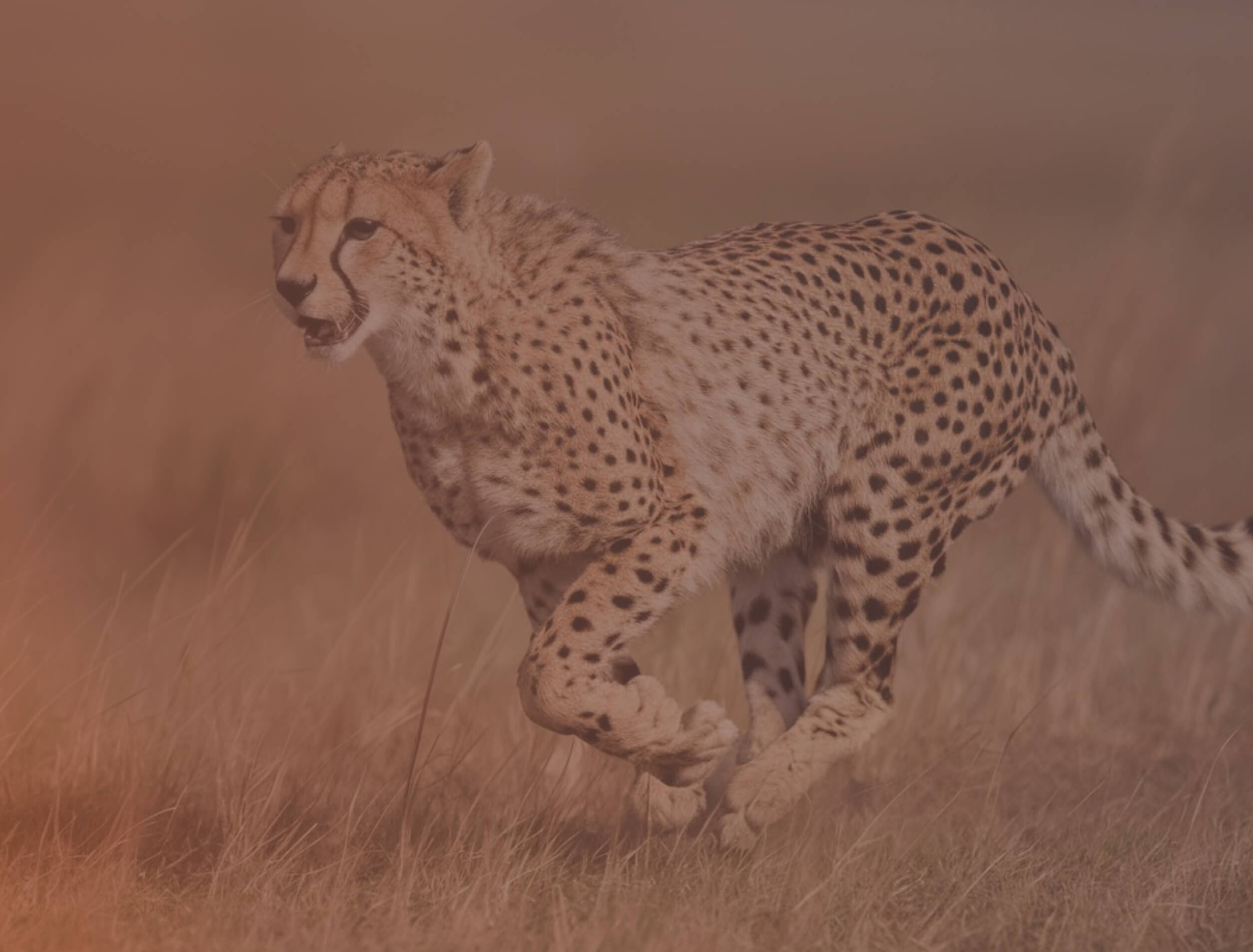 Ghepardo in corsa nell’erba alta della savana, con corpo disteso in avanti e zampe sollevate durante lo scatto.