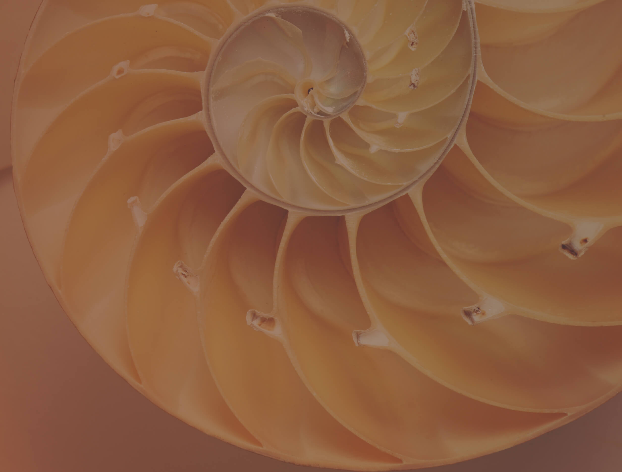 Sezione interna di una conchiglia a spirale, con camere concentriche e tonalità calde che evidenziano la struttura geometrica naturale.