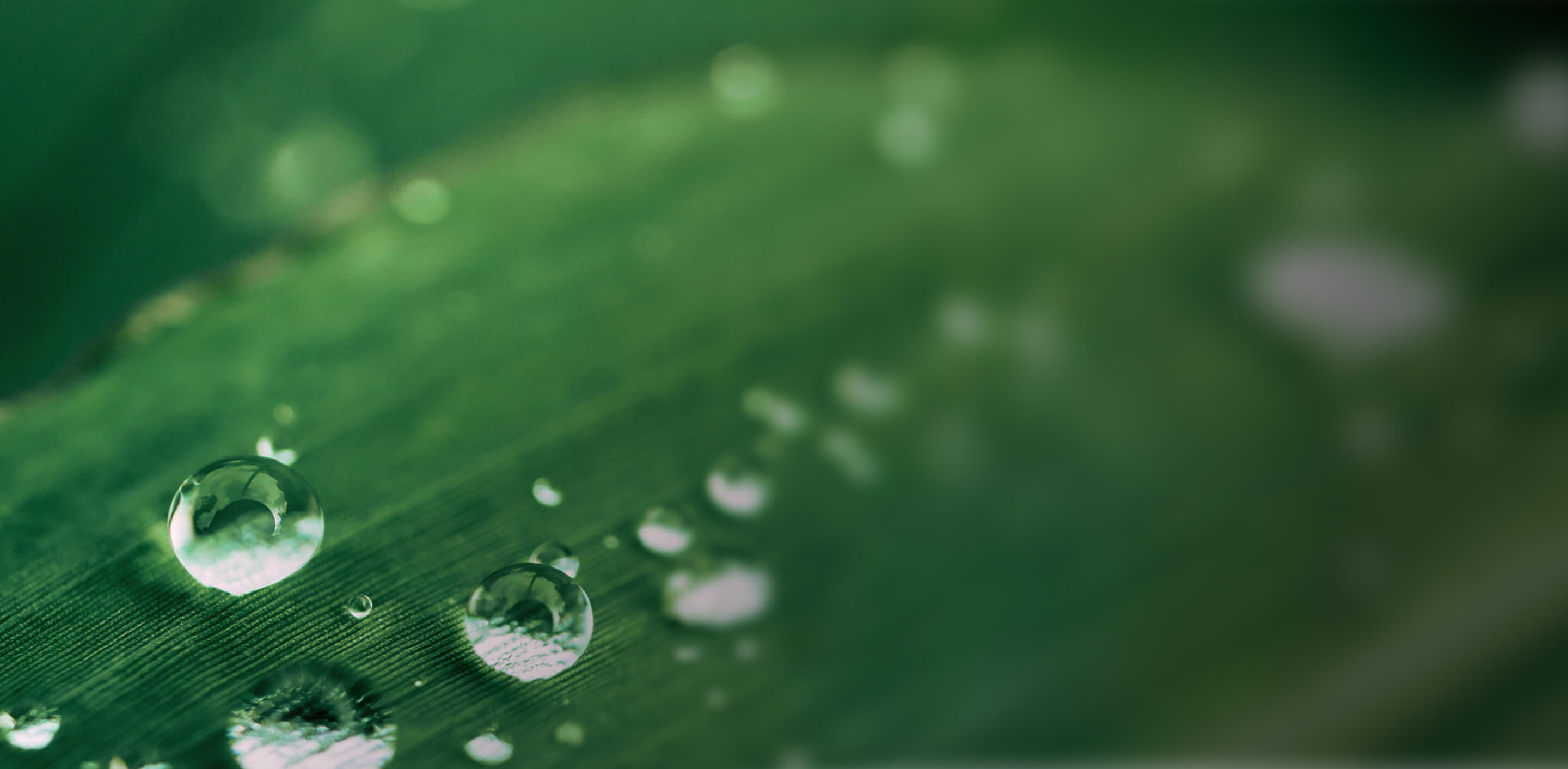 Gocce d’acqua su foglia verde, macro naturale.