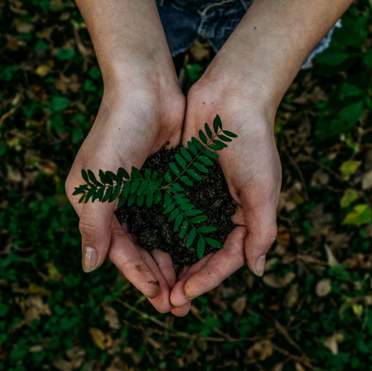 Mani che tengono terra con una piccola pianta verde, simbolo di crescita e sostenibilità ambientale.
