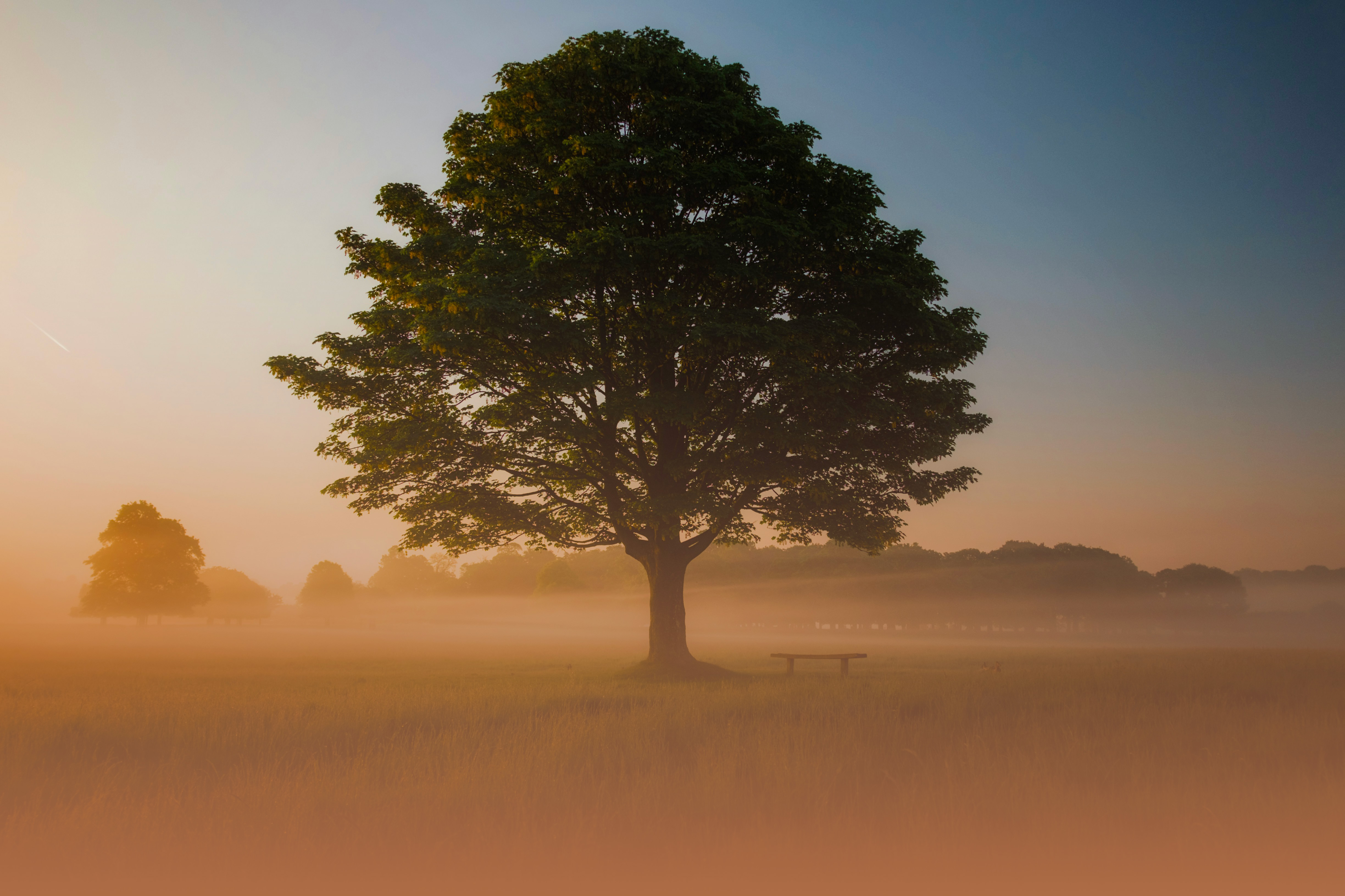 Albero all'alba
